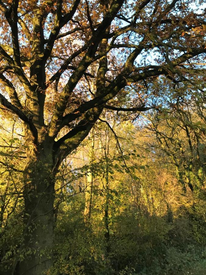 La Suite Cosy - Votre Pause Arborée La Bruyere Extérieur photo
